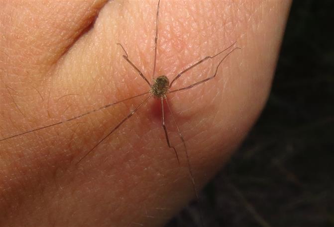 Leiobunum sp. (Sclerosomatidae)